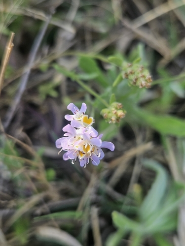 Leafy Blackseed (Melanospermum foliosum)