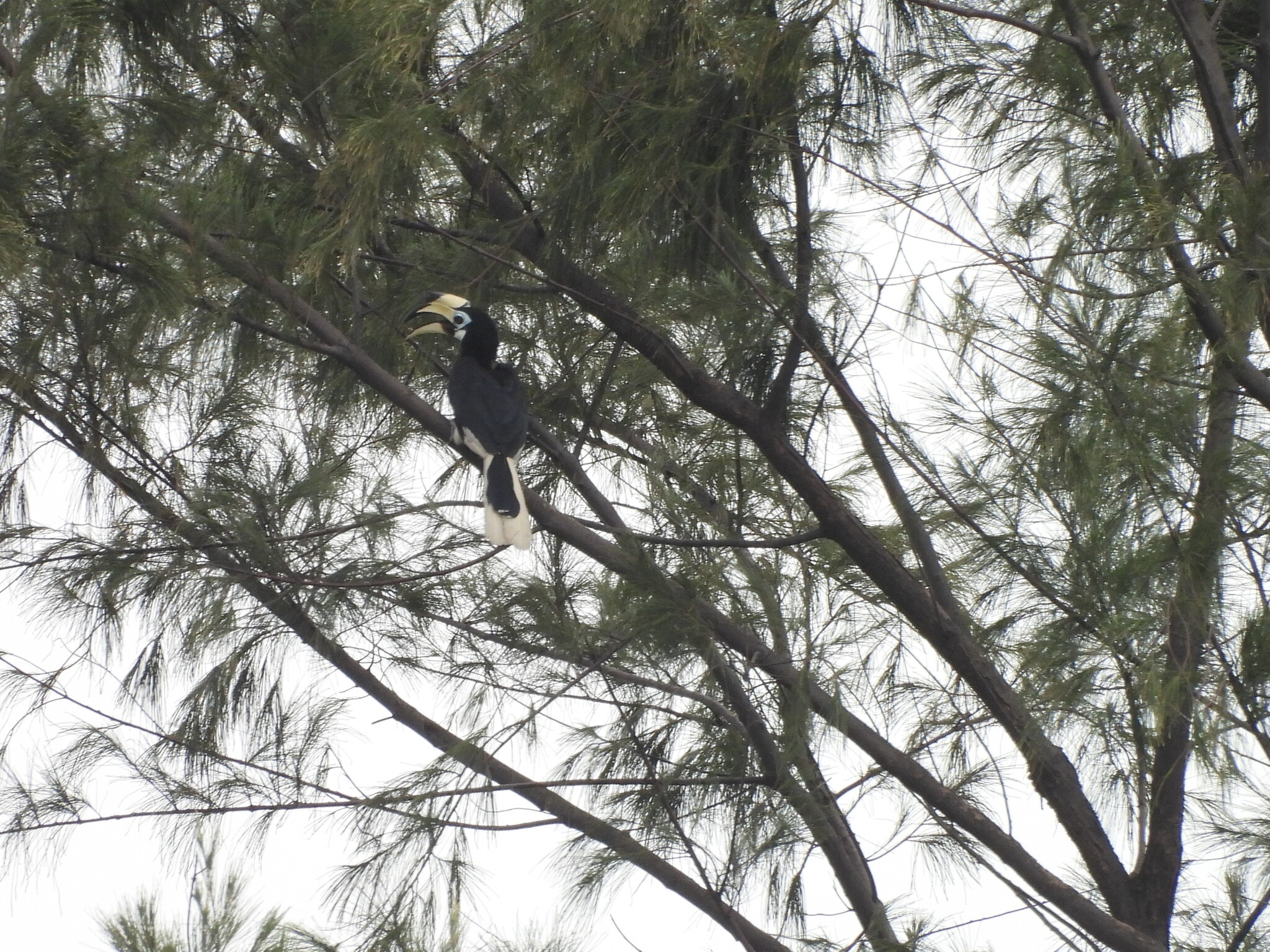 Oriental Pied Hornbill (Anthracoceros albirostris), photo 5