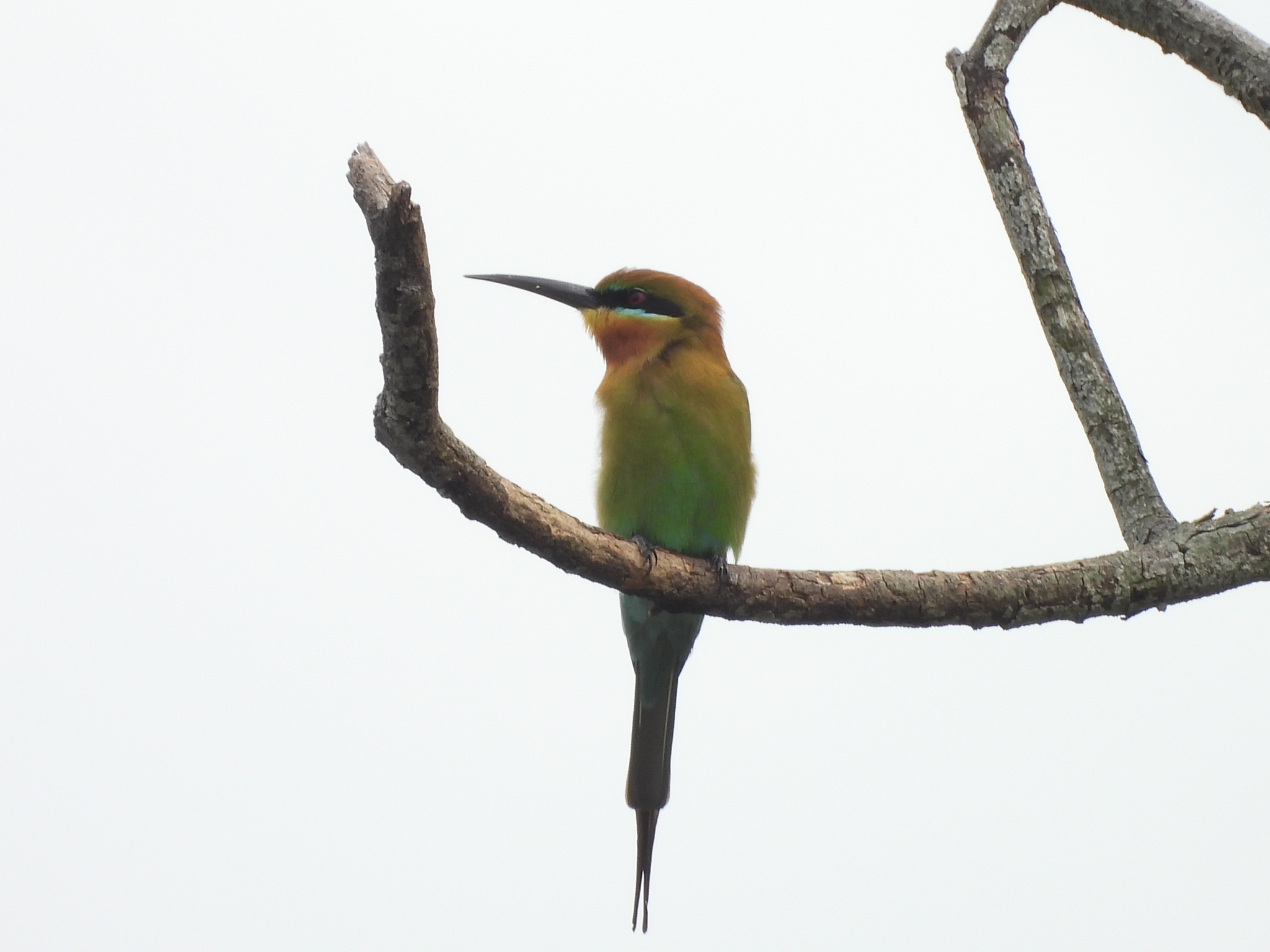 Blue-tailed Bee-eater (Merops philippinus), photo 3