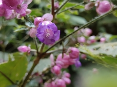 Strobilanthes lupulina, photograph author not stated, no rights reserved