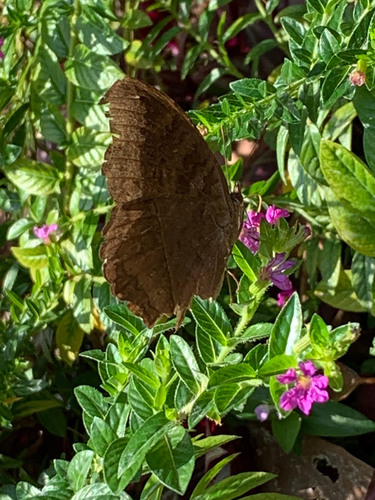 Chocolate Pansy photo 5