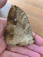 Sphingognatha asclepiades