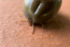 Rhipicephalus sanguineus