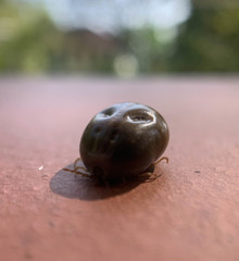 Rhipicephalus sanguineus