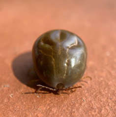 Rhipicephalus sanguineus