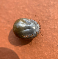 Rhipicephalus sanguineus