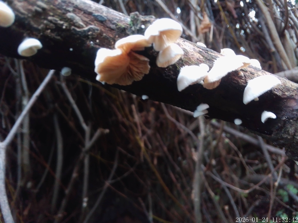 Crepidotus · January 2026 · photo: © inhope (iNaturalist, cc0)