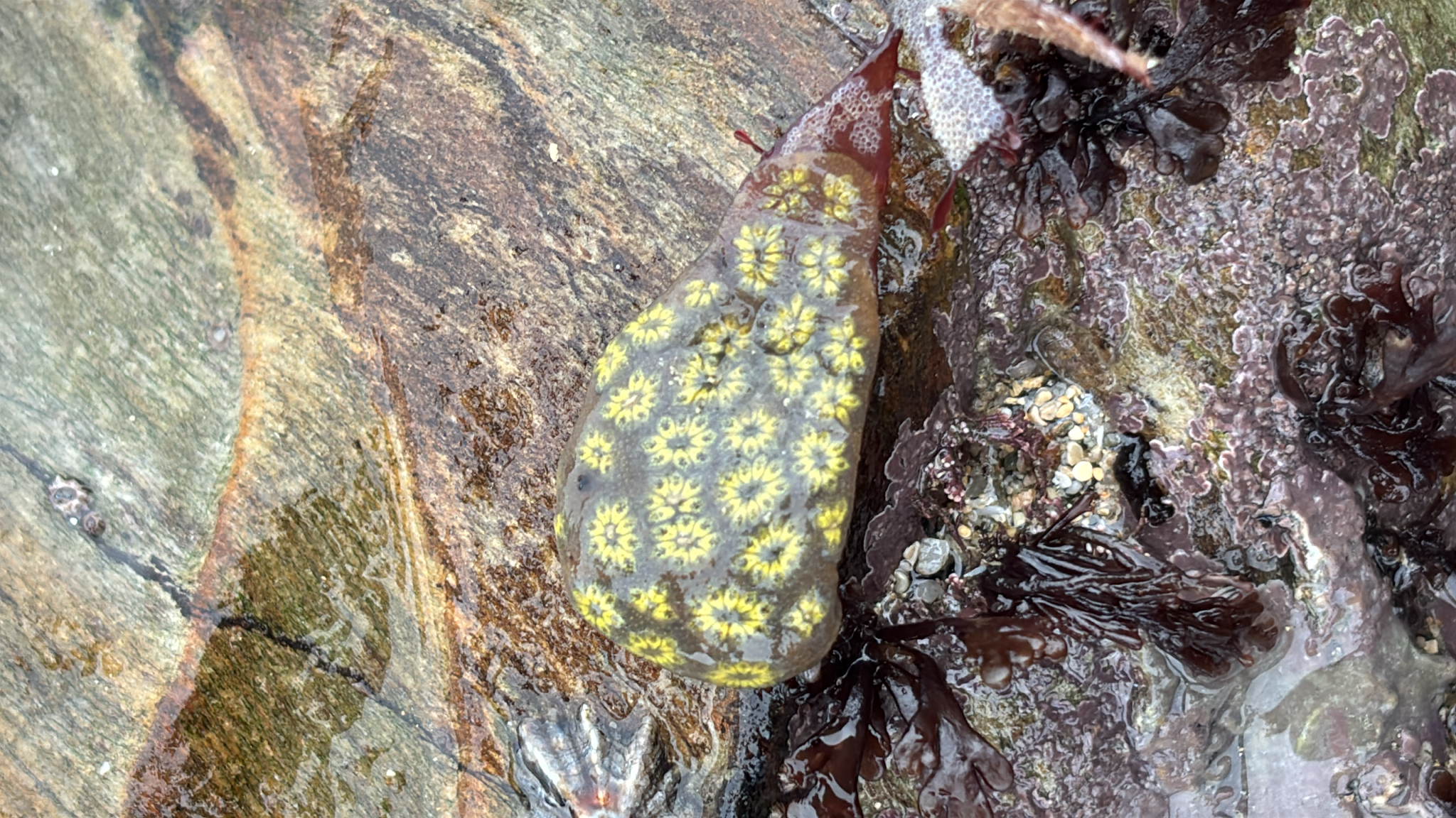 Botryllus schlosseri (Pallas, 1766)
