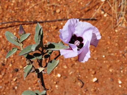 Gossypium sturtianum (R.Br.) J.H.Willis