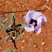 Sturt's Desert Rose - Photo (c) caliologist, some rights reserved (CC BY-NC-SA), uploaded by caliologist