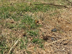 Cryptocheilus australis