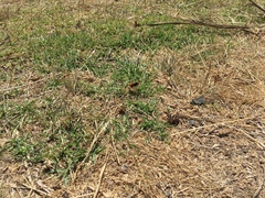 Cryptocheilus australis