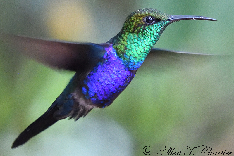 Fork-tailed Woodnymph photo