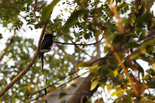 Greater Racket-tailed Drongo (Dicrurus paradiseus)