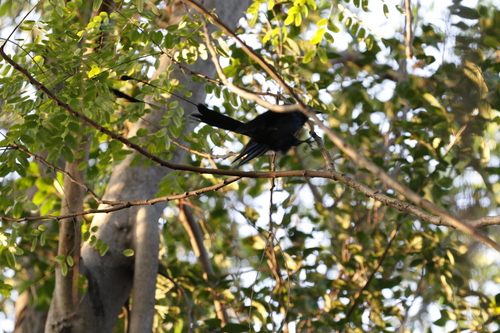 Greater Racket-tailed Drongo (Dicrurus paradiseus), photo 2