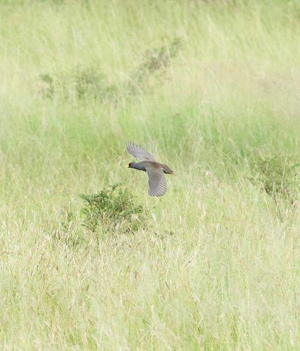 iNaturalist image
