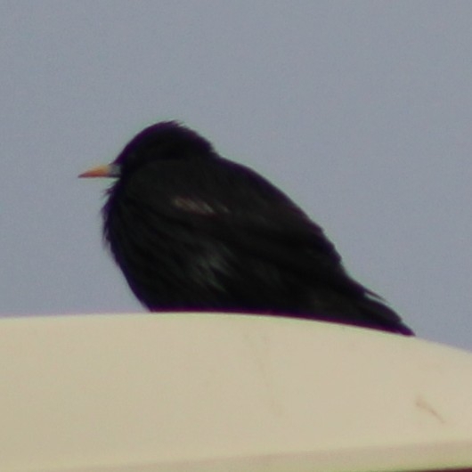 Spotless Starling (Sturnus unicolor), photo 8