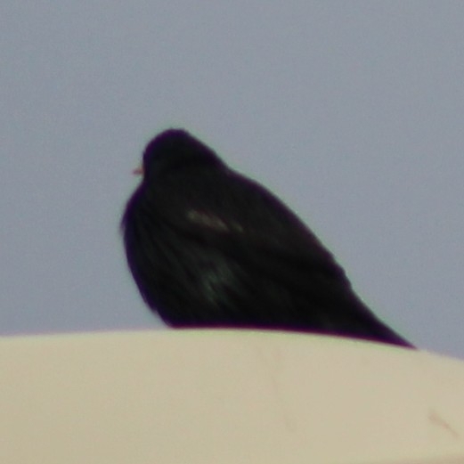 Spotless Starling (Sturnus unicolor), photo 9