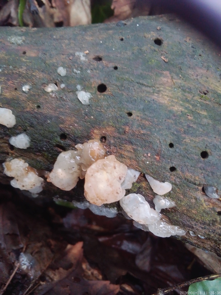 Myxarium nucleatum · January 2026 · photo: © inhope (iNaturalist, cc0)