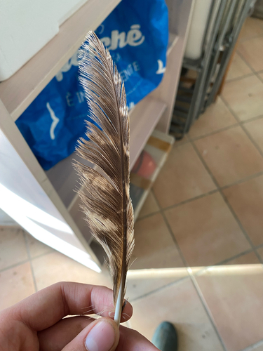 View observation of {o.common_name} on iNaturalist