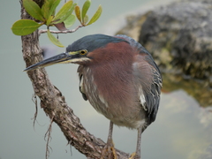 Butorides virescens image