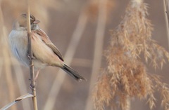 Emberiza yessoensis