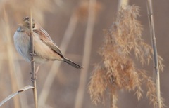 Emberiza yessoensis