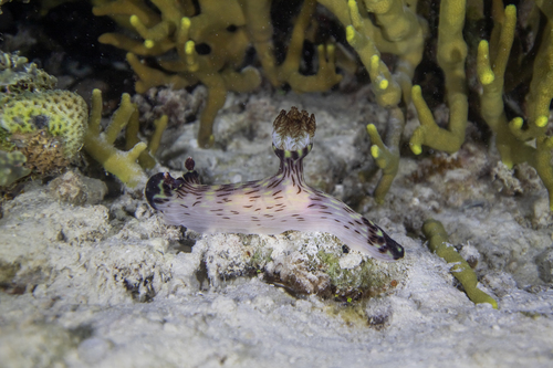 Jorunna rubescens
