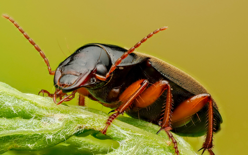 Strawberry Seed Beetle