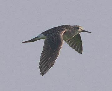 Wood Sandpiper (Tringa glareola), photo 10