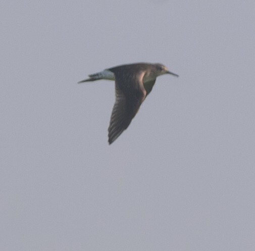 Wood Sandpiper (Tringa glareola), photo 9