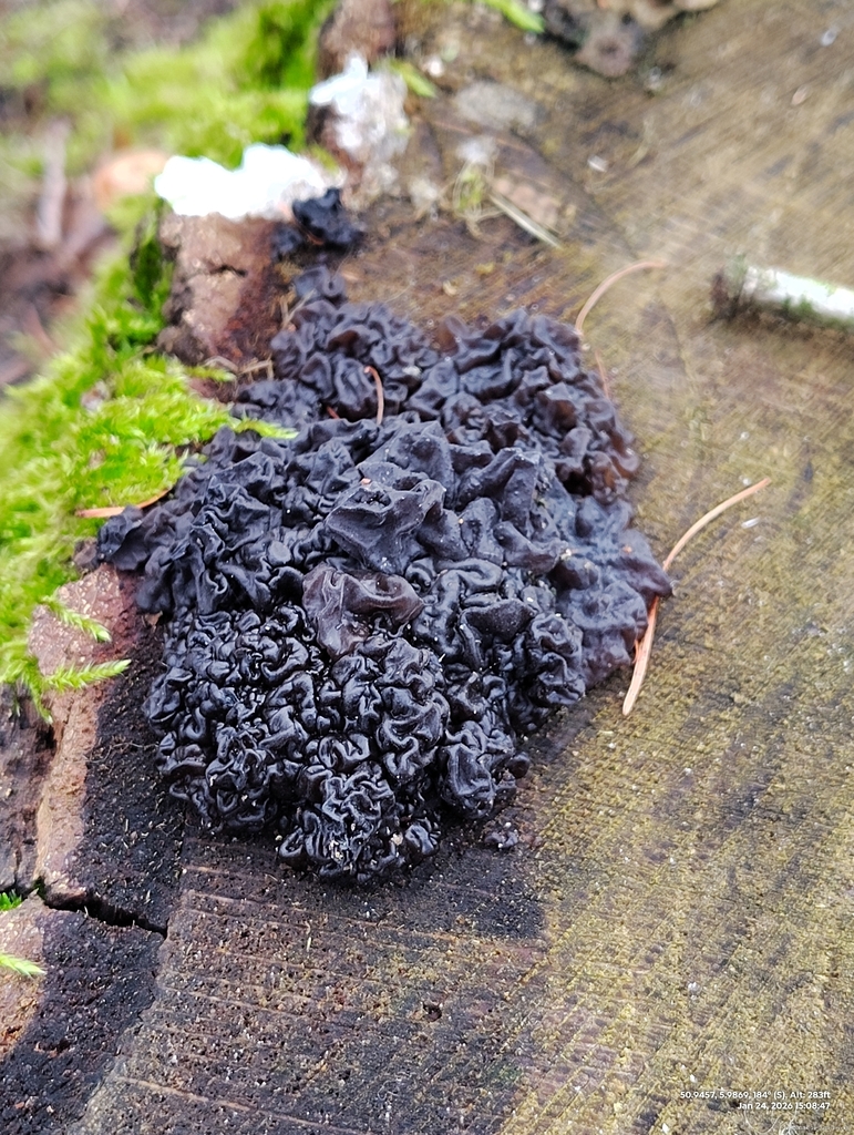 Exidia nigricans · January 2026 · photo: © markg123 (iNaturalist, cc0)