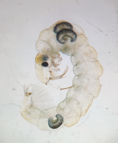 Chaoborus obscuripes