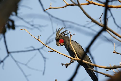 Palm Cockatoo (Probosciger aterrimus), photo 1