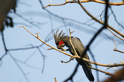 Palm Cockatoo (Probosciger aterrimus), photo 2