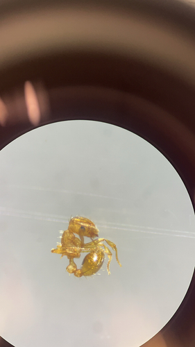 Wasmannia auropunctata observed 2026-01-23