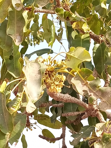 Shea Tree