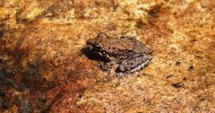 Litoria meiriana