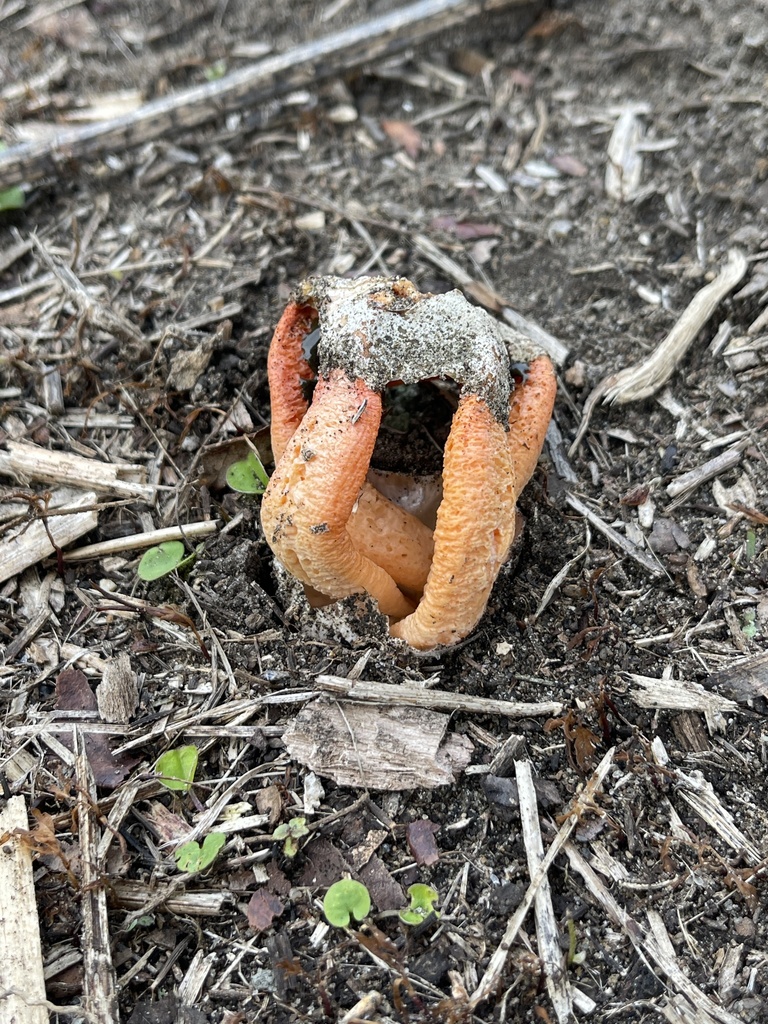 Clathrus columnatus · January 2026 · photo: © ingolfaskevold (iNaturalist, cc-by-nc)