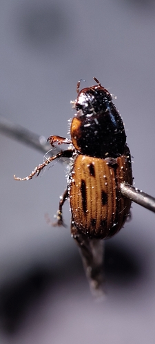 Chilothorax melanostictus