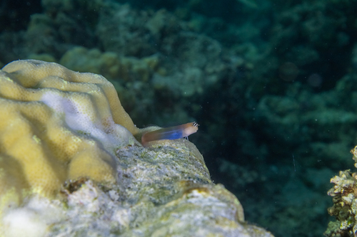 Ecsenius caeruliventris
