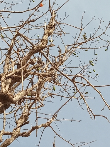 red kapok tree