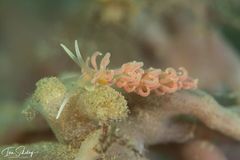 Phyllodesmium serratum