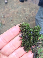 Scleropodium obtusifolium