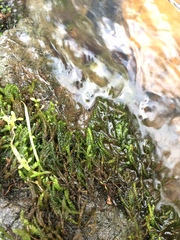 Scleropodium obtusifolium