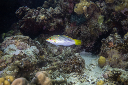 Halichoeres hortulanus