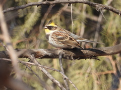 Emberiza elegans