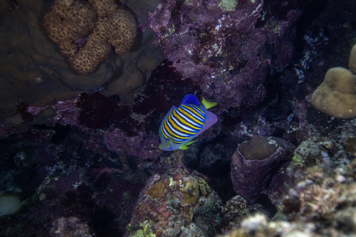 Pygoplites diacanthus