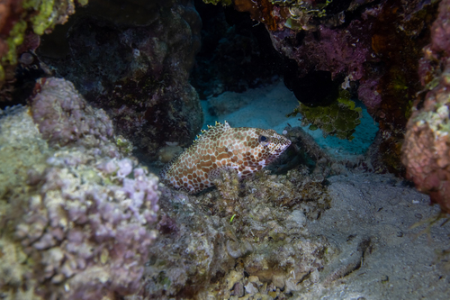 Epinephelus merra