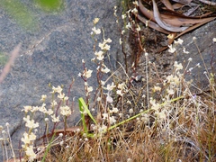 Utricularia fulva